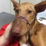 Podenco canario en tenerife