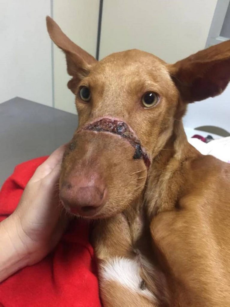 Podenco canario en tenerife
