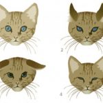 Pupilas dilatadas en gatos
