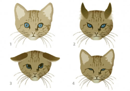 Pupilas dilatadas en gatos