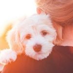 Razas de perros mas cariñosos