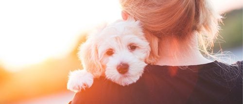 Razas de perros mas cariñosos