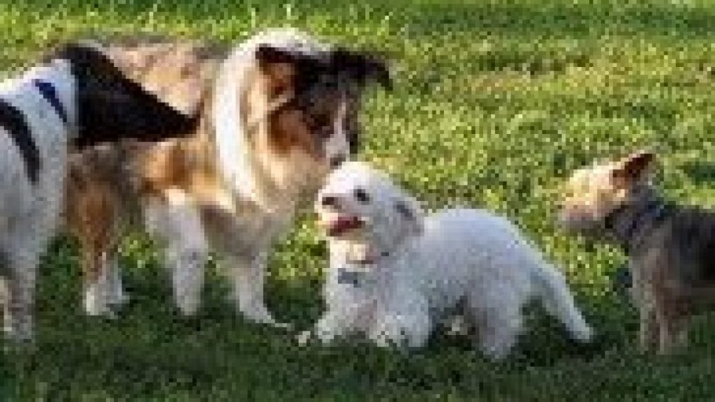 Se puede bañar a una perrita en celo