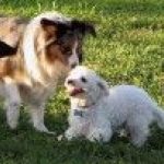 Se puede bañar a una perrita en celo