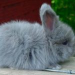 Tipos de conejos enanos