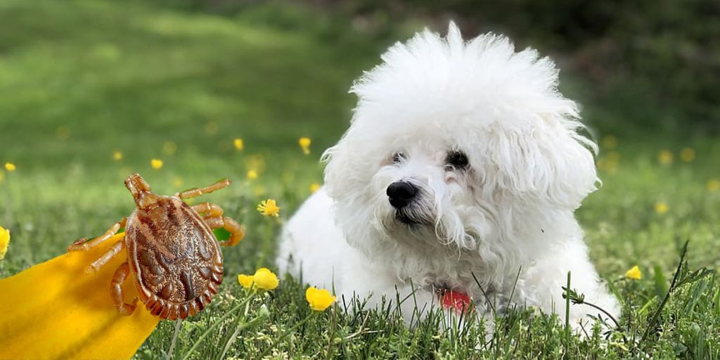 Tipos de garrapatas en perros