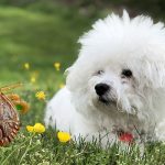 Tipos de garrapatas en perros