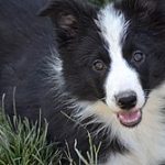 Border collie pelo medio
