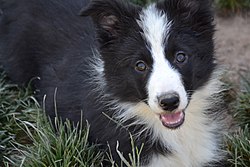 Border collie pelo medio