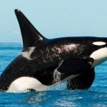 Caracteristicas de la orca