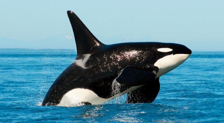 Caracteristicas de la orca