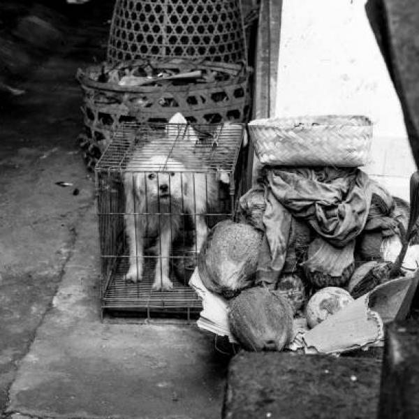 Causas del maltrato animal