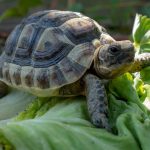 Comida para tortugas de tierra