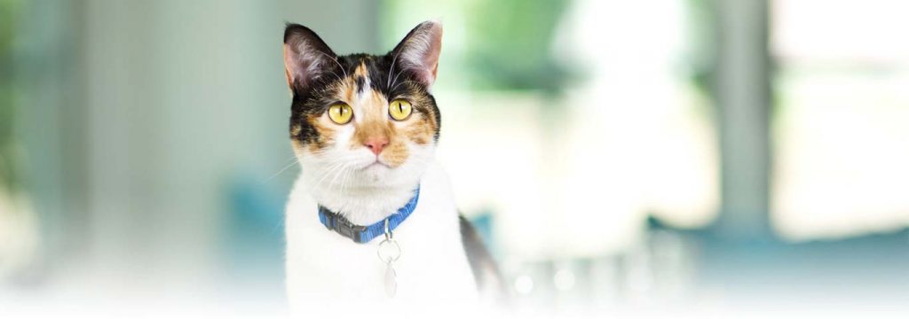Como adiestrar a un gato