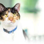 Como adiestrar a un gato