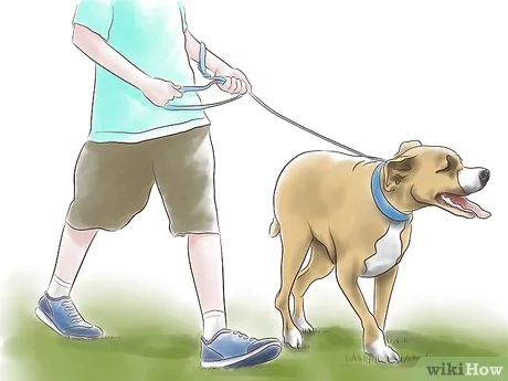 Como adiestrar a un pitbull