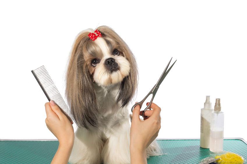 Como cortar el pelo a un perro que no se deja