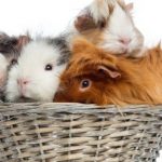 Como cuidar una cobaya