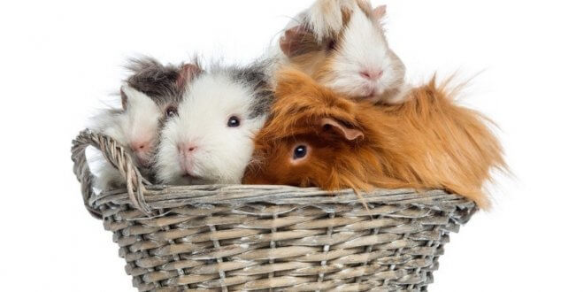 Como cuidar una cobaya