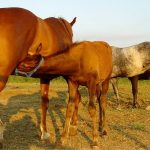 Como se aparean los caballos