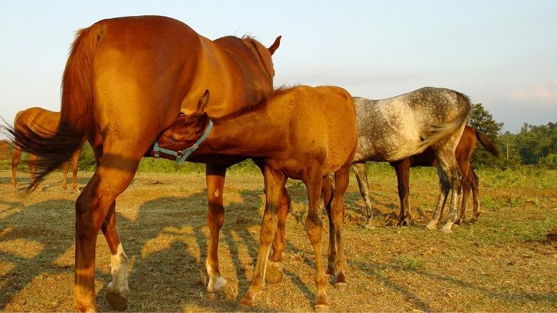 Como se aparean los caballos