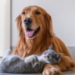 Como superar la muerte de un perro