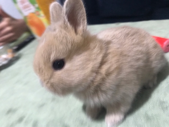 Comprar conejo enano toy