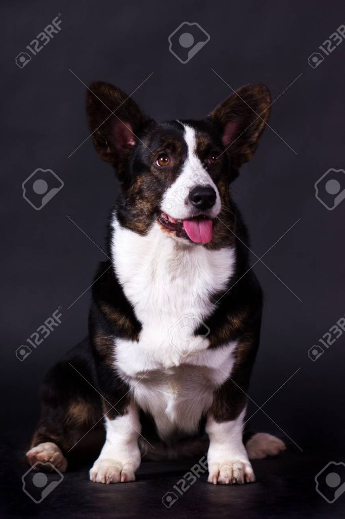 Corgi galés de cardigan