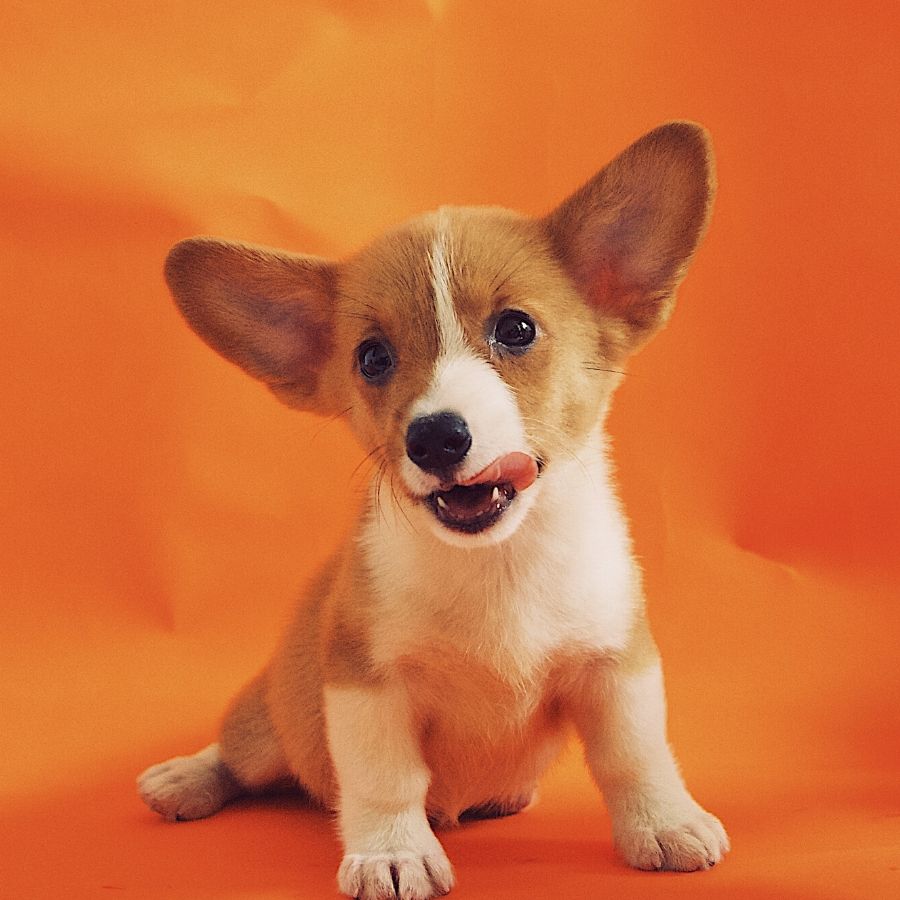Cuanto pesara mi cachorro mestizo