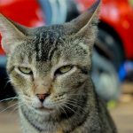 Cuanto tarda un gato en adaptarse a una casa