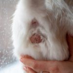 Cuanto vale esterilizar una gata