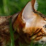 Cuantos años vive un gato