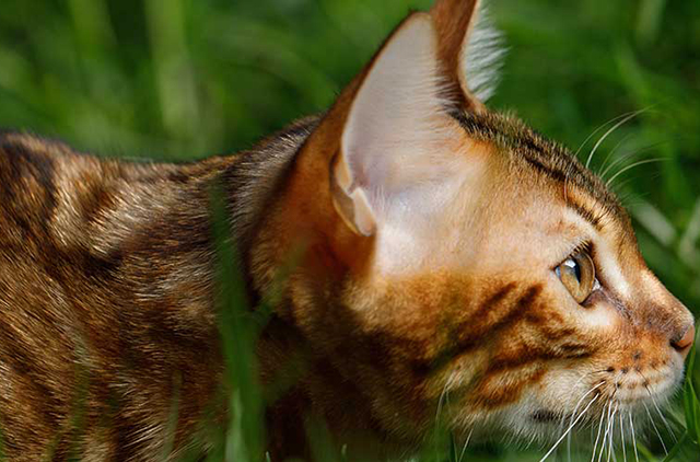 Cuantos años vive un gato
