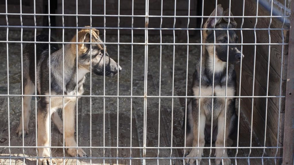 Cuantos perros se pueden tener sin nucleo zoologico