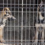 Cuantos perros se pueden tener sin nucleo zoologico