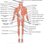 Cuerpo humano partes internas