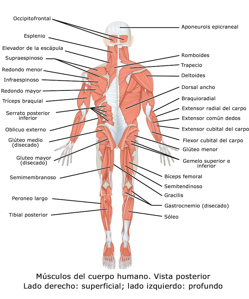 Cuerpo humano partes internas