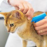 Cuidados de un gato cachorro