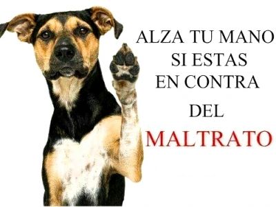 Definicion de maltrato animal