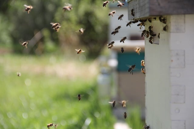 Eliminar abejas en casa