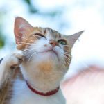 Eliminar pulgas gatos vinagre