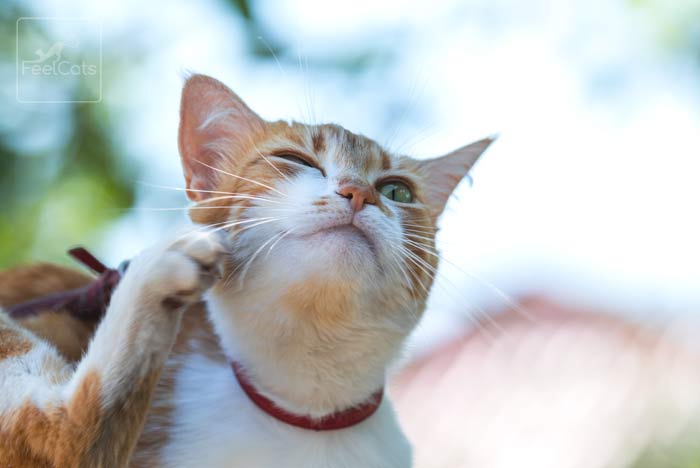 Eliminar pulgas gatos vinagre
