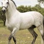 Fotos del caballo mas bonito del mundo