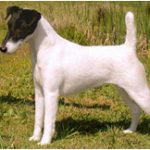 Fox terrier de pelo liso