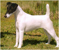 Fox terrier de pelo liso