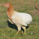 Gallina araucana precio