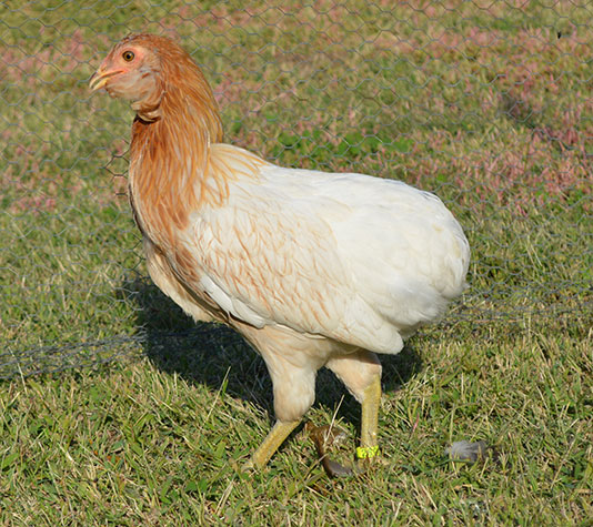 Gallina araucana precio