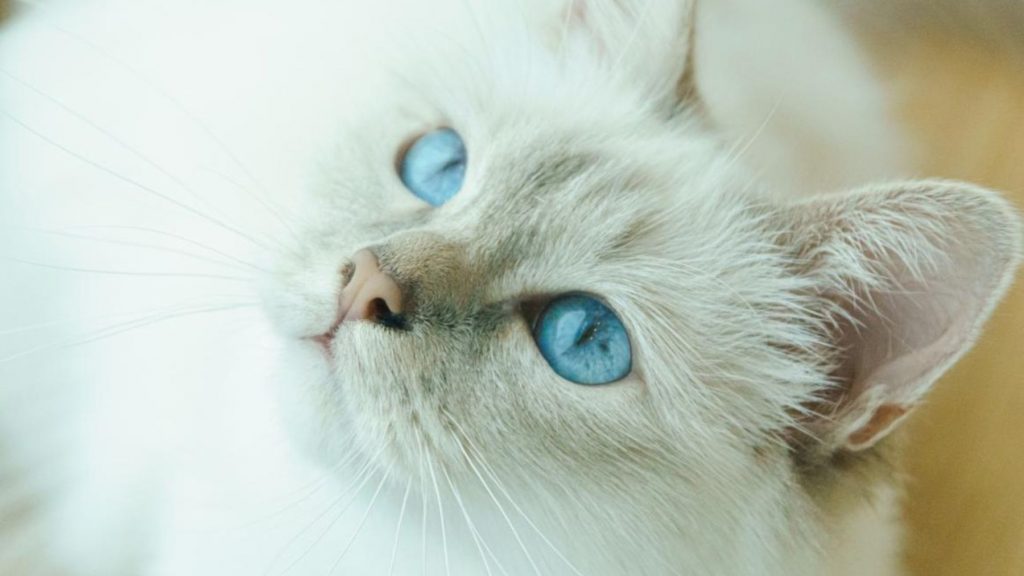 Gato blanco ojos azules