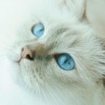 Gato blanco ojos azules