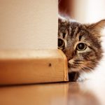 Gato celoso de otro gato
